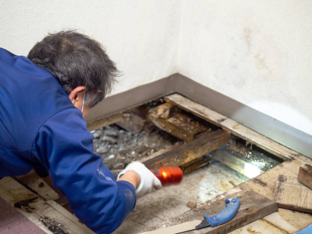 Best Attic Mold Removal  in Bonita Springs, FL