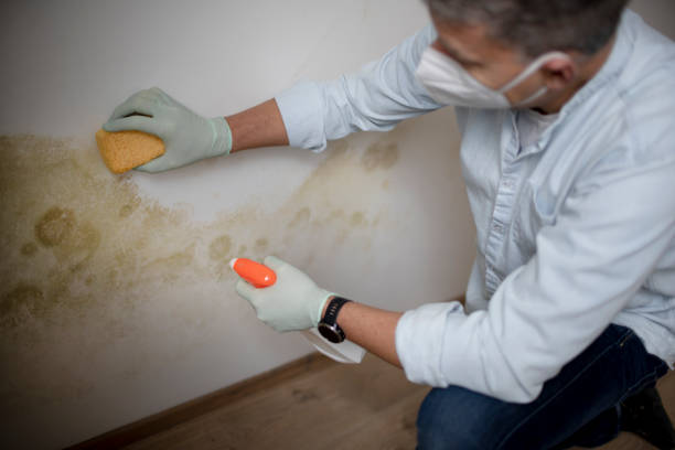 Best Toxic Mold Removal  in Bonita Springs, FL