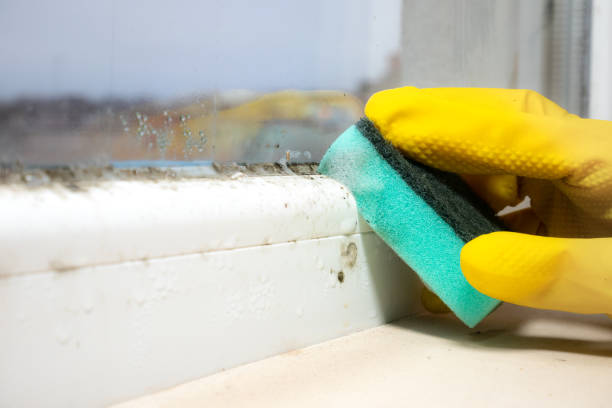 Certified Mold Removal in Bonita Springs, FL