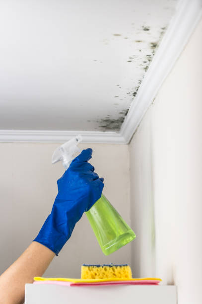 Best Commercial Mold Removal  in Bonita Springs, FL